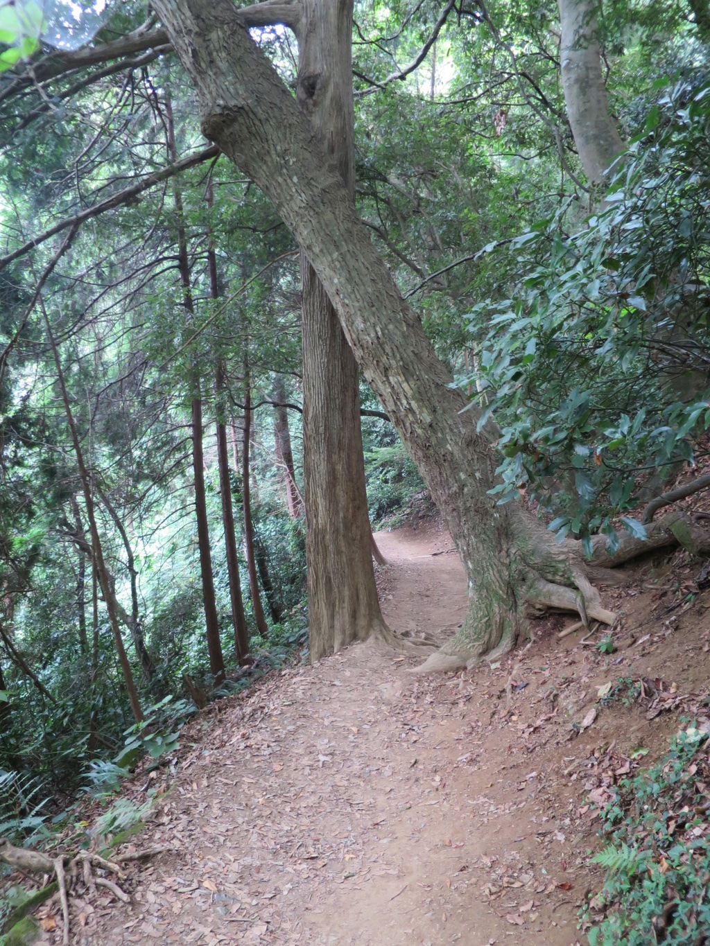 斜め杉