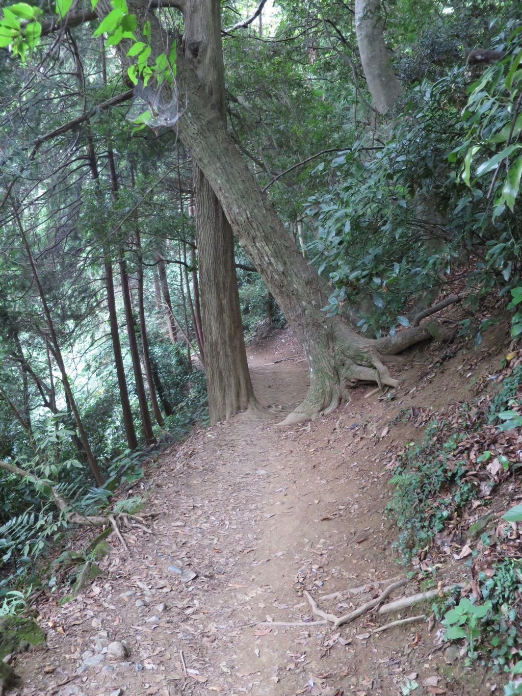 斜め杉